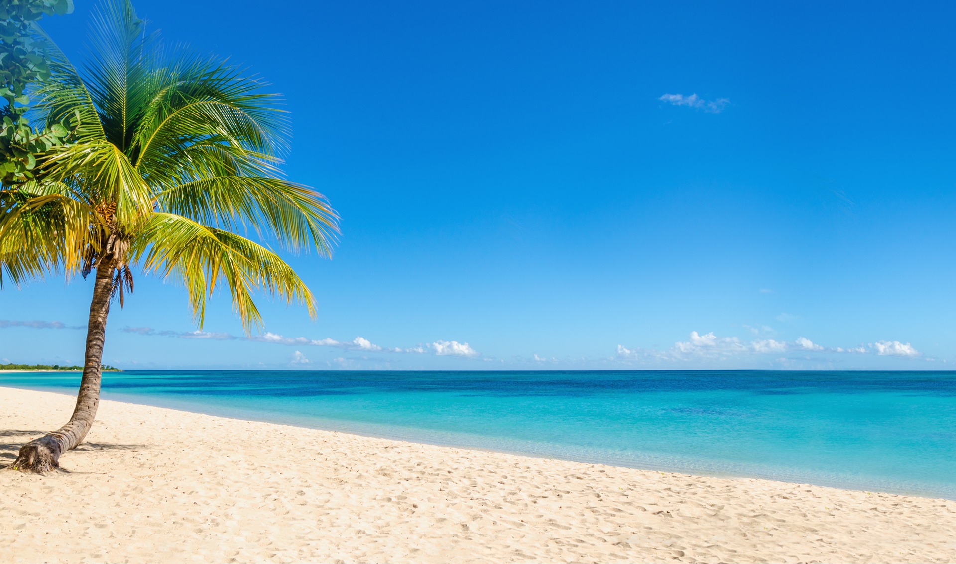 Palm Tree on a Beach
