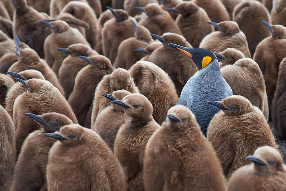 Colorful Penguin Amongst Brown Penguins
